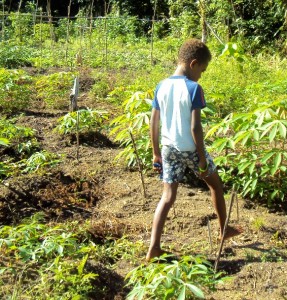 Solomon Islands garden patch